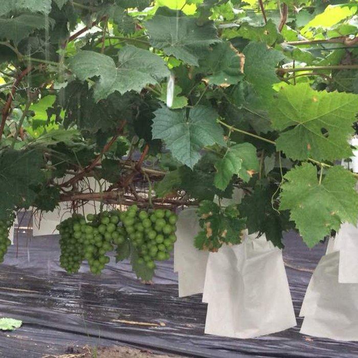 Non Woven Fruit Protection Cover